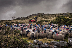 Photographic Musings